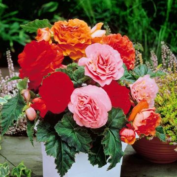 Begonia grandiflora Mix