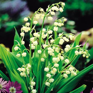Convallaria majellis 'Lilly of