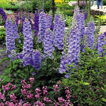 Delphinium hybrid 'Pacific Giants' blue
