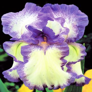 Iris Blue Flag (Circle Steps)