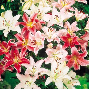 Lilium orientale Mix