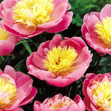 Paeony Bowl of Beauty
