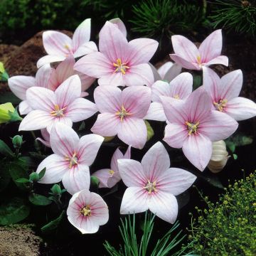 Plattycodon Pink White