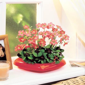 Oxalis Iron Cross with Heart pl