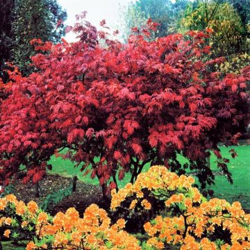 Acer Atropurpurea