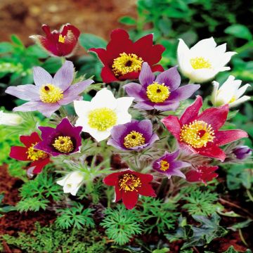Pulsatilla -vulgaris mix