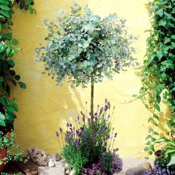 Eucalyptus gunneri 'Anti Musqu