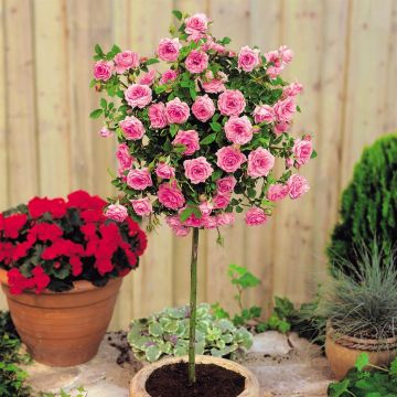 Standard Rose Meilandina Pink