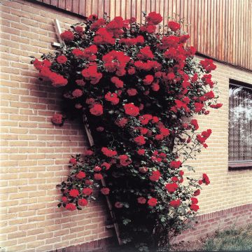 Climbing Rose Paul's Scarlet