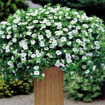 Petunia Calimor Bright Dream