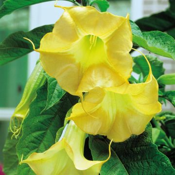 Brugmansia Gold