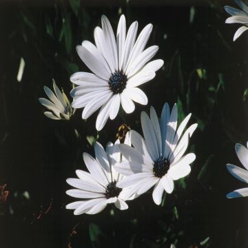 Dimorphotheca White African daisies