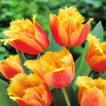 Tulip Fringed Lambada