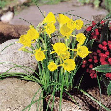 Narcissus bulbocodium Yellow Hoop