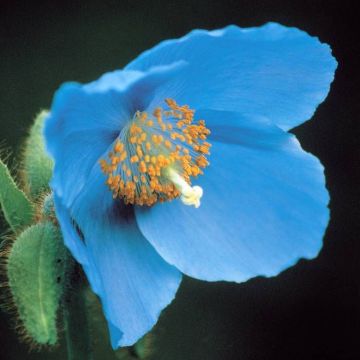 Meconopsis betonicifolia Blue P