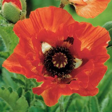 Papaver orientale Pinnacle Red