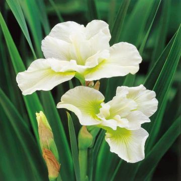 Iris Sibirica Harpswell Happiness