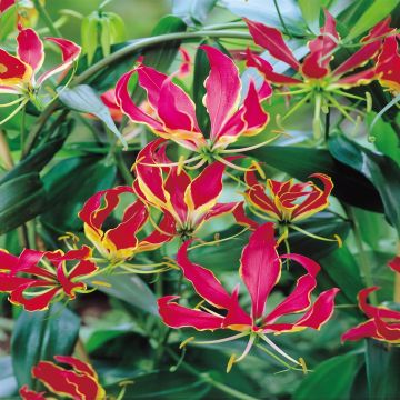 Gloriosa Rotschildania A