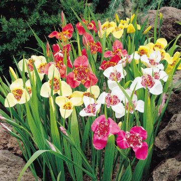 Tigridia pavona Mix