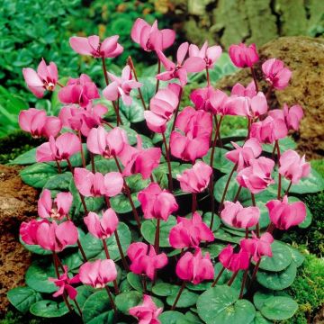 Cyclamen coum