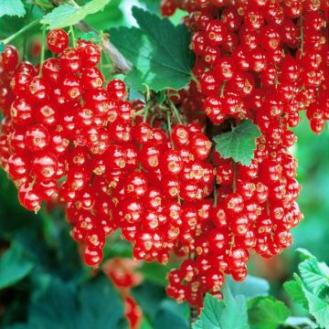 Ribes rubrum 'Jonkheer van Tets'