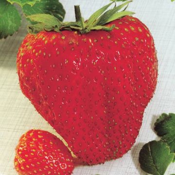 Fragaria Maxi Fructa Giant Stra
