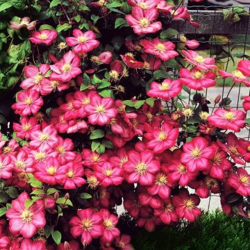 Clematis Ville de Lyon A