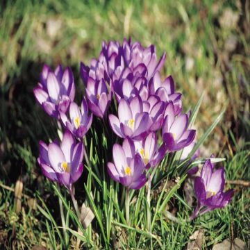 Crocus tomasinianus Ruby Giant