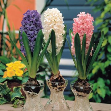 Hyacinth with Glasses