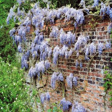 Wisteria sinensis Blue Rain