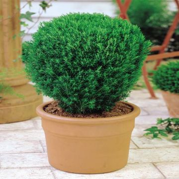 Buxus Teddy Bear Tree