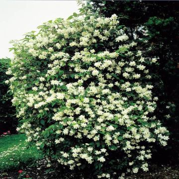 Philadelphus Mock Orange