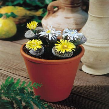 Lithops living stones