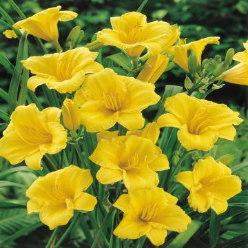 Hemerocallis Stella D'oro