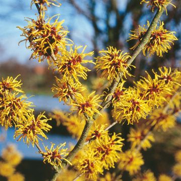 Hamamelis Vernus Yellow