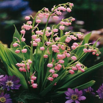 Convallaria Pink