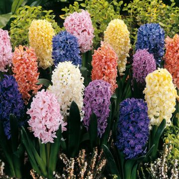 Hyacinth Mix B