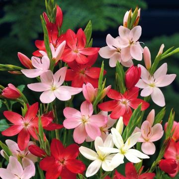 Schizostylis coccinea Mix Kaffir Lily