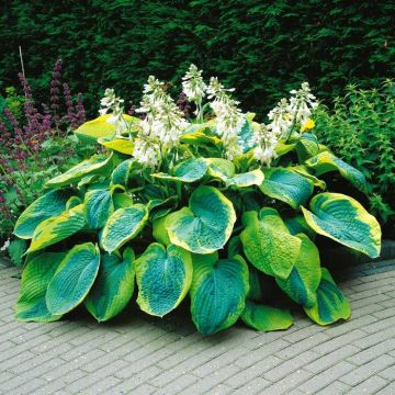Hosta Francis Williams