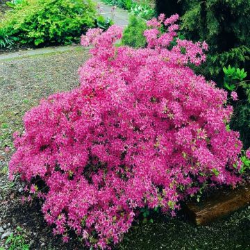 Azalea Hybrid pink