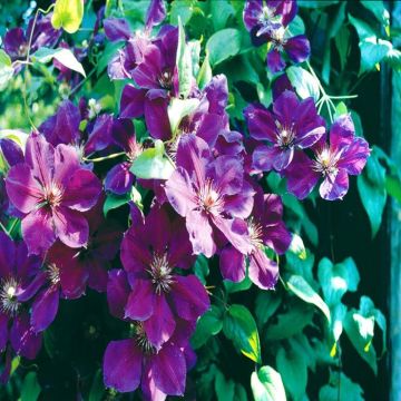 Clematis 'Jackmanii Superba'