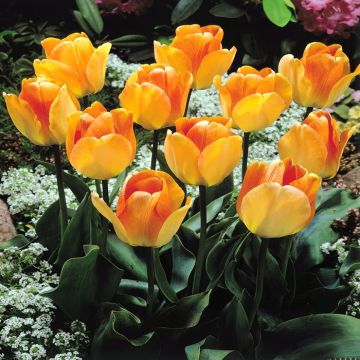 Tulip Darwin Hybrid Daydream A