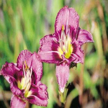 Hemerocallis Druid Chants