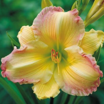 Hemerocallis Big Smile B