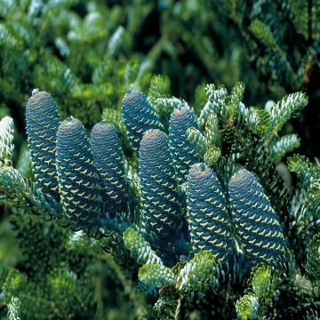 Abies koreana