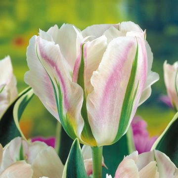 Tulip Viridiflora China Town