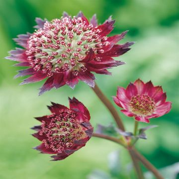 Astrantia Moulin Rouge