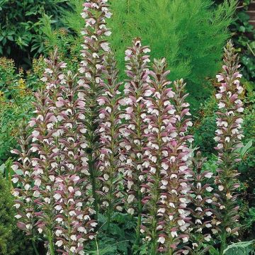 Acanthus Mollis