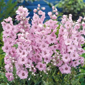 Delphinium hybrid 'Pacific Giants' pink