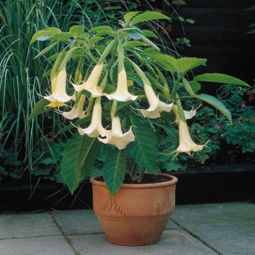 Brugmansia Datura in Pot